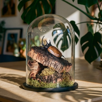 Rhinoceros Beetle In Still Life Dome (Eupatorus gracilicornis)