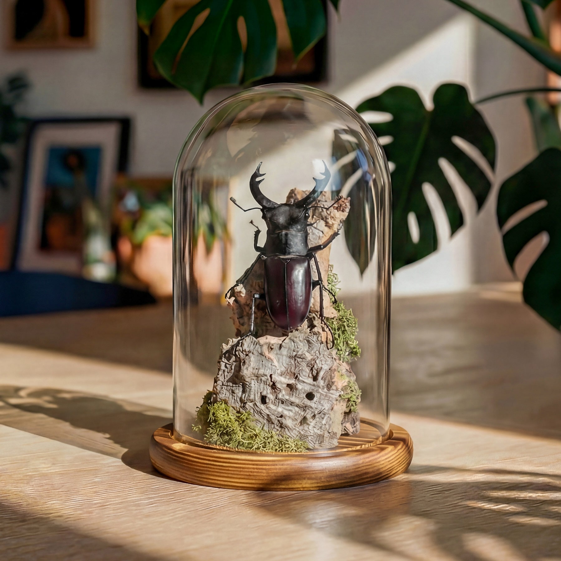 Fork-horned Stag Beetle Still Life Glass Dome (Hexarthrius mandibularis)