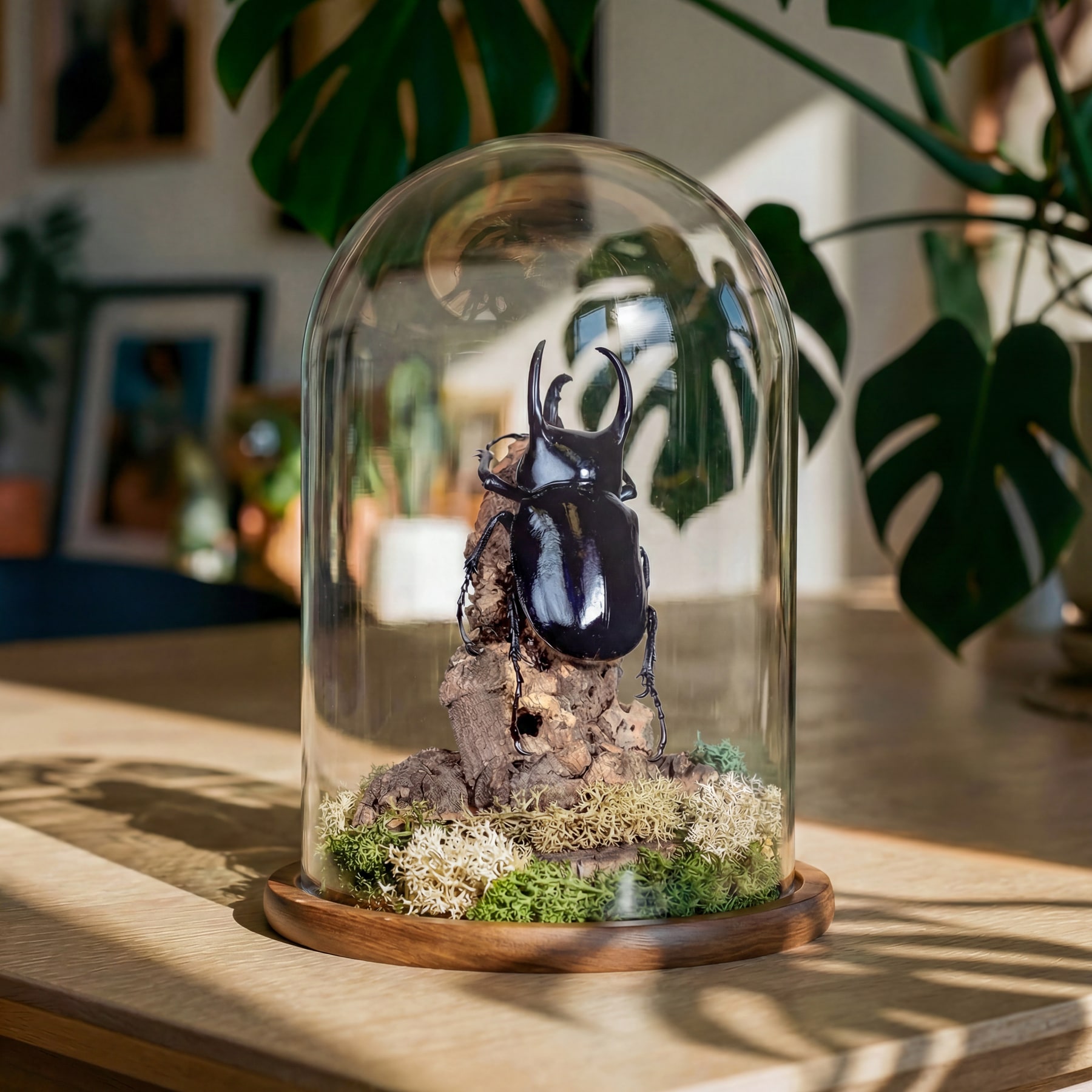 Huge Atlas Beetle In Glass Dome (Chalcosoma chiron belangeri)