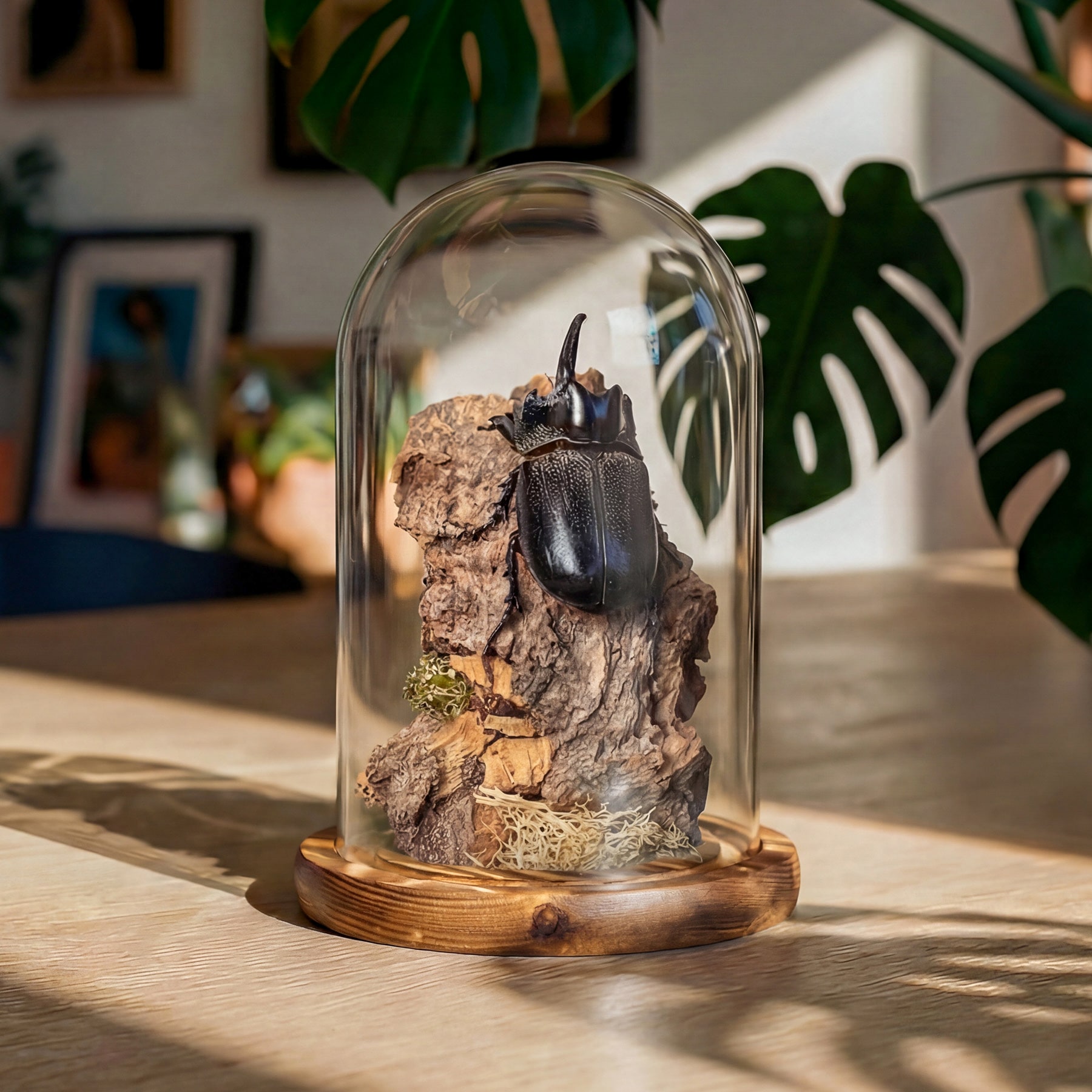 Scarab Beetle Still Life Glass Dome (Trichogomphus martabani)