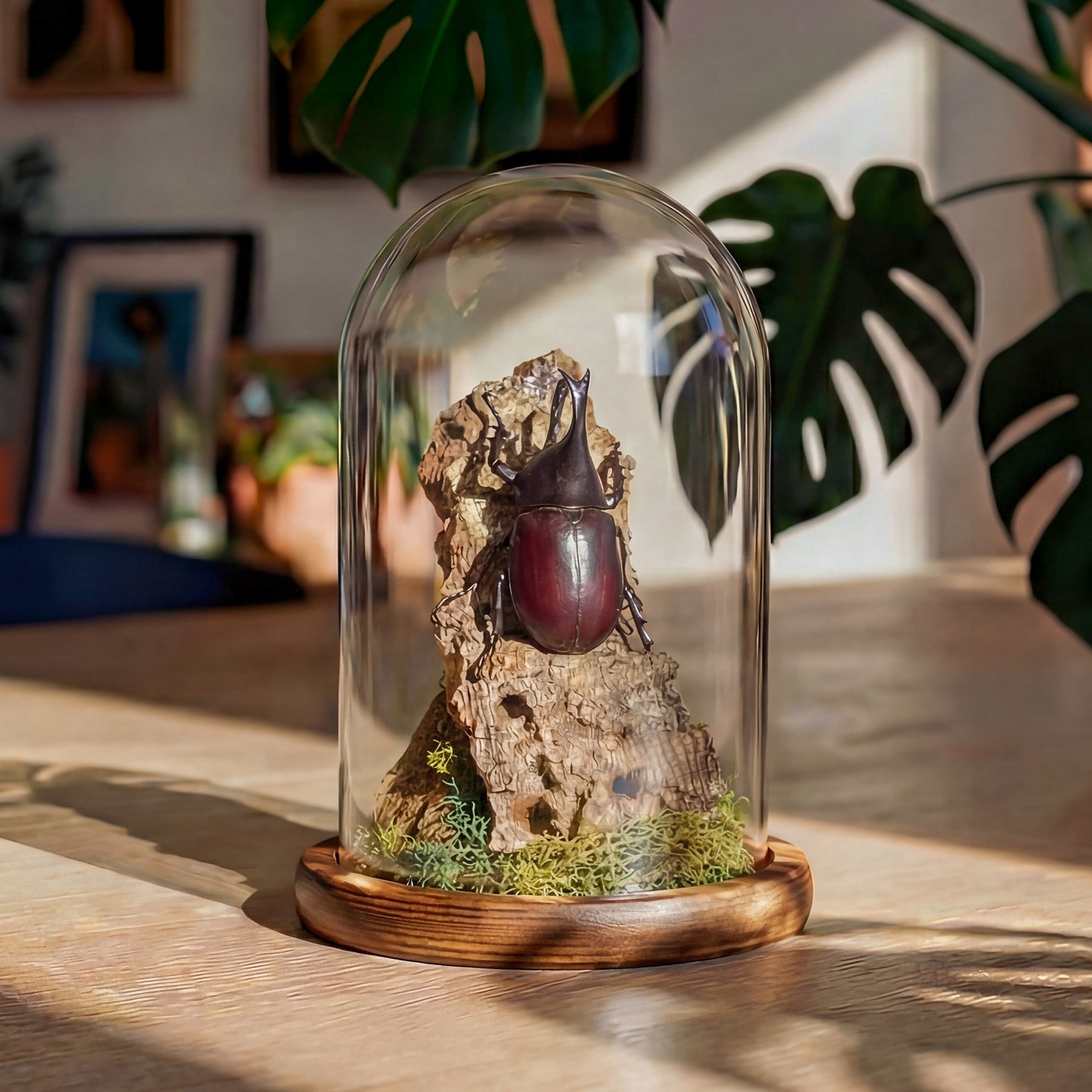 Brown Rhino Beetle Still Life Glass Dome (Xylotrupes gideon)