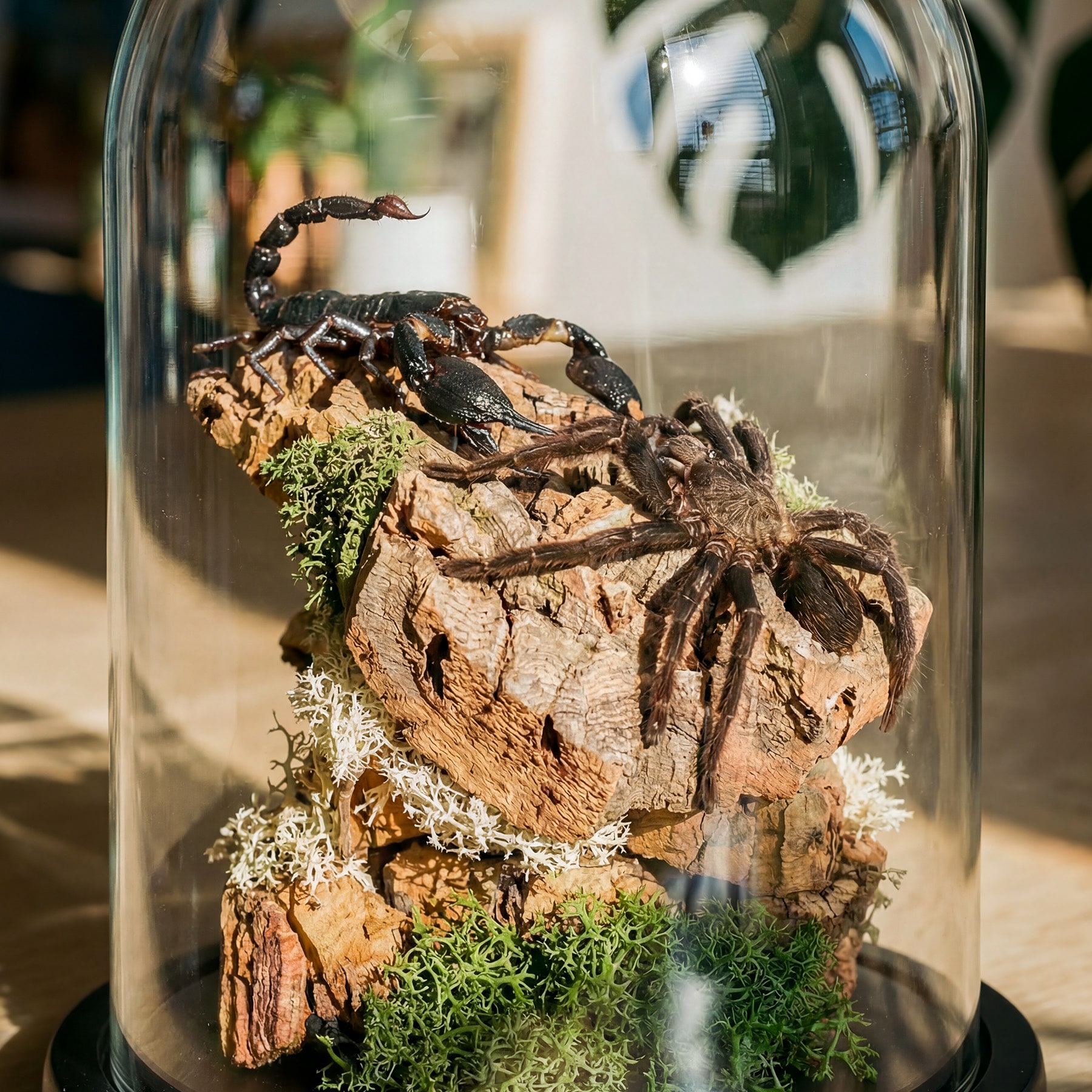 Fighting Scorpion & Tarantula In Still Life Glass Dome
