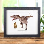 Minibeast Carcharodontosaurus Dinosaur Tooth Fossil & Colour Illustration (Carcharodontosaurus saharicus) #2