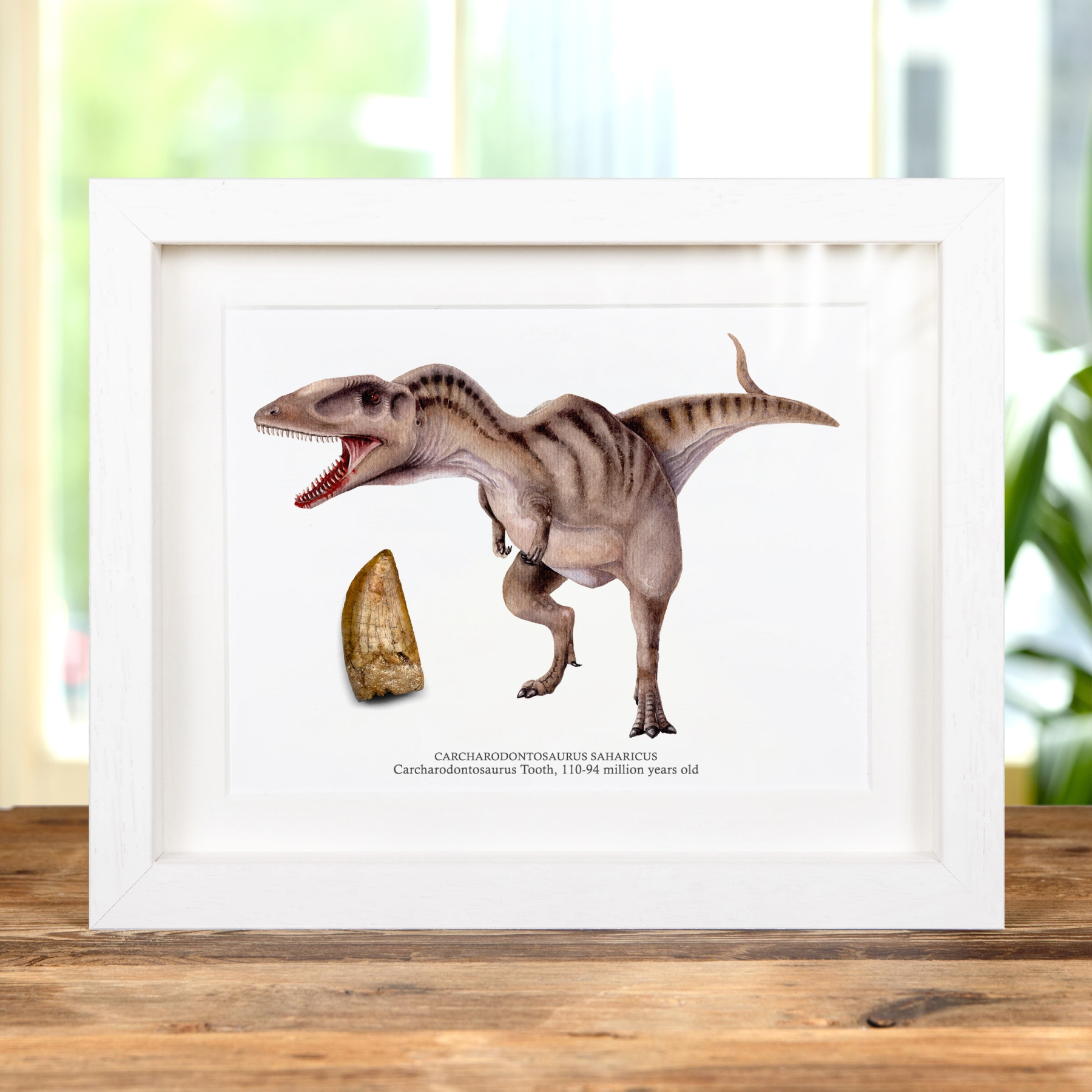Carcharodontosaurus Dinosaur Tooth Fossil & Colour Illustration (Carcharodontosaurus saharicus) #2