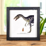 Minibeast Delta Runner Raptor Dinosaur Tooth Fossil & Illustration in Box Frame (Deltadromeus agilis)