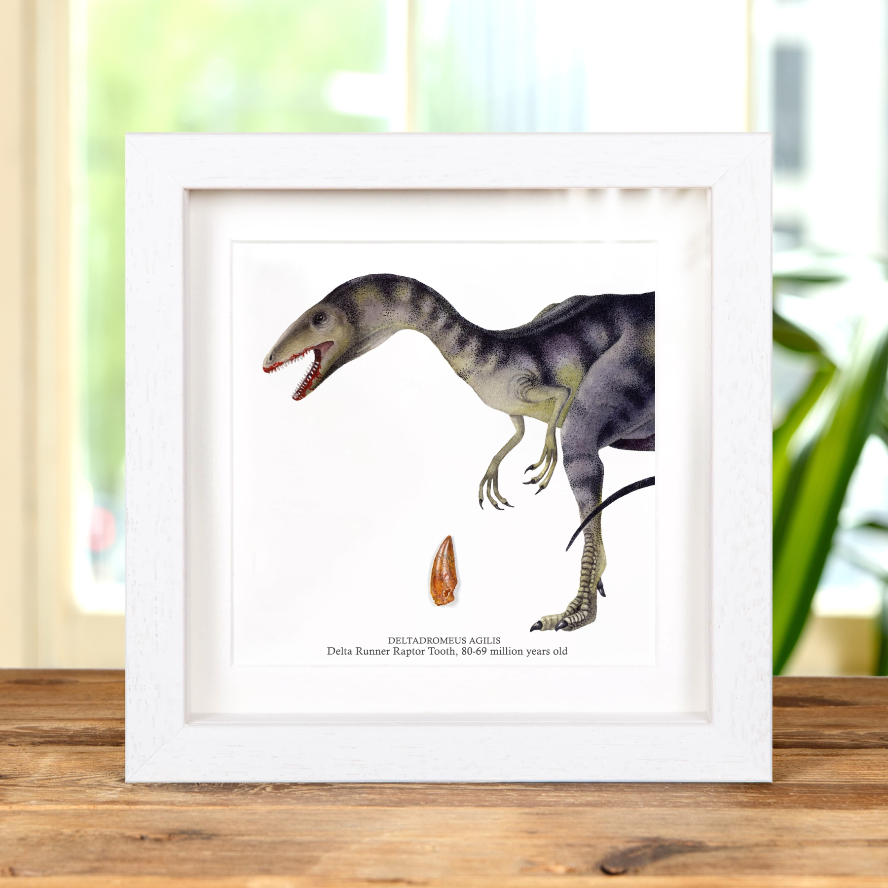 Delta Runner Raptor Dinosaur Tooth Fossil & Illustration in Box Frame (Deltadromeus agilis)