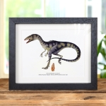 Minibeast Delta Runner Raptor Dinosaur Tooth Fossil & Illustration in Box Frame (Deltadromeus agilis) #2