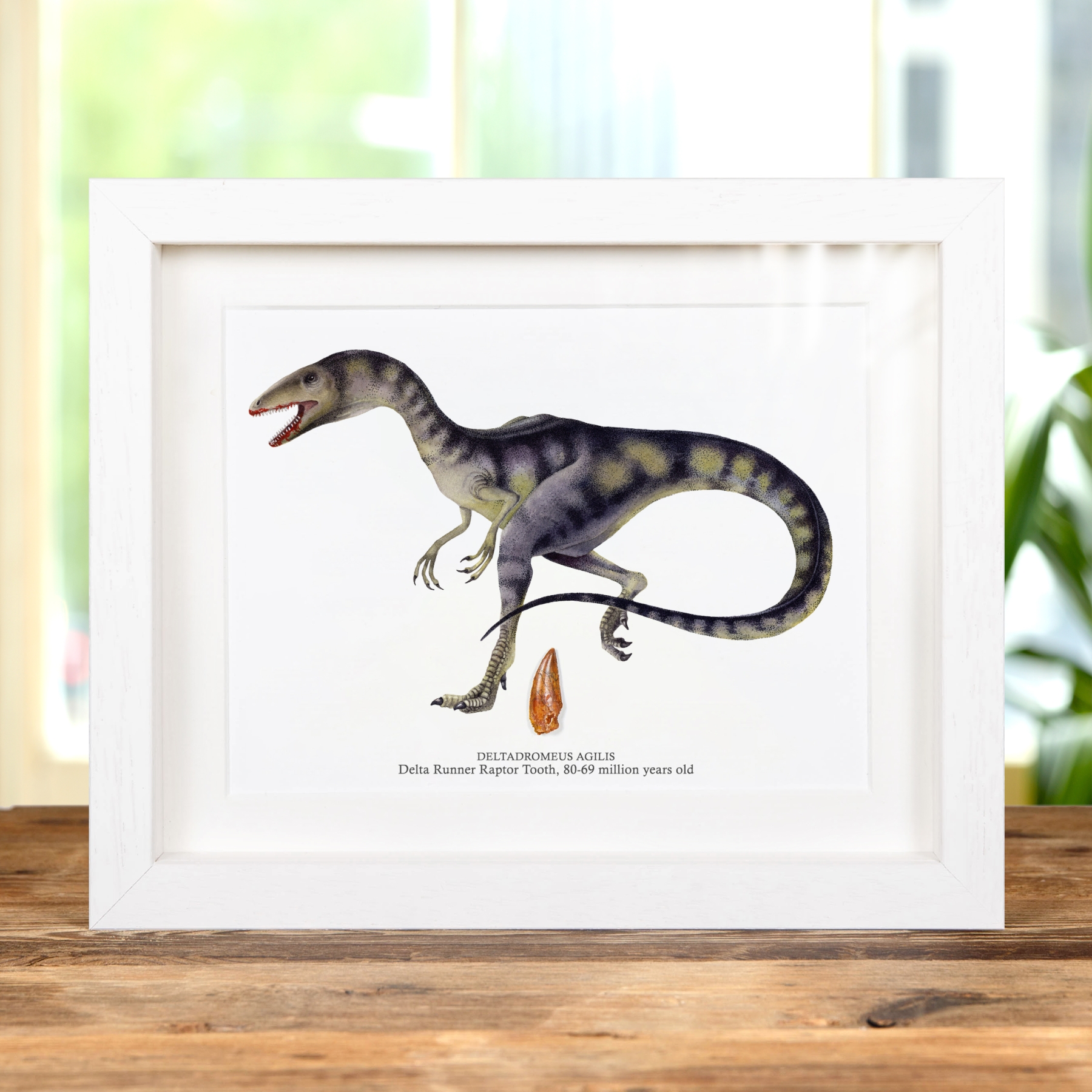 Delta Runner Raptor Dinosaur Tooth Fossil & Illustration in Box Frame (Deltadromeus agilis) #2 Delta Runner Raptor Dinosaur Tooth Fossil & Illustration in Box Frame (Deltadromeus agilis) #2