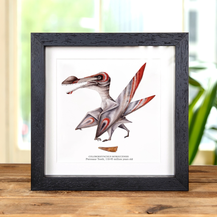 Pterosaur Dinosaur Tooth & Colour Illustration (Coloborhynchus moroccensis)