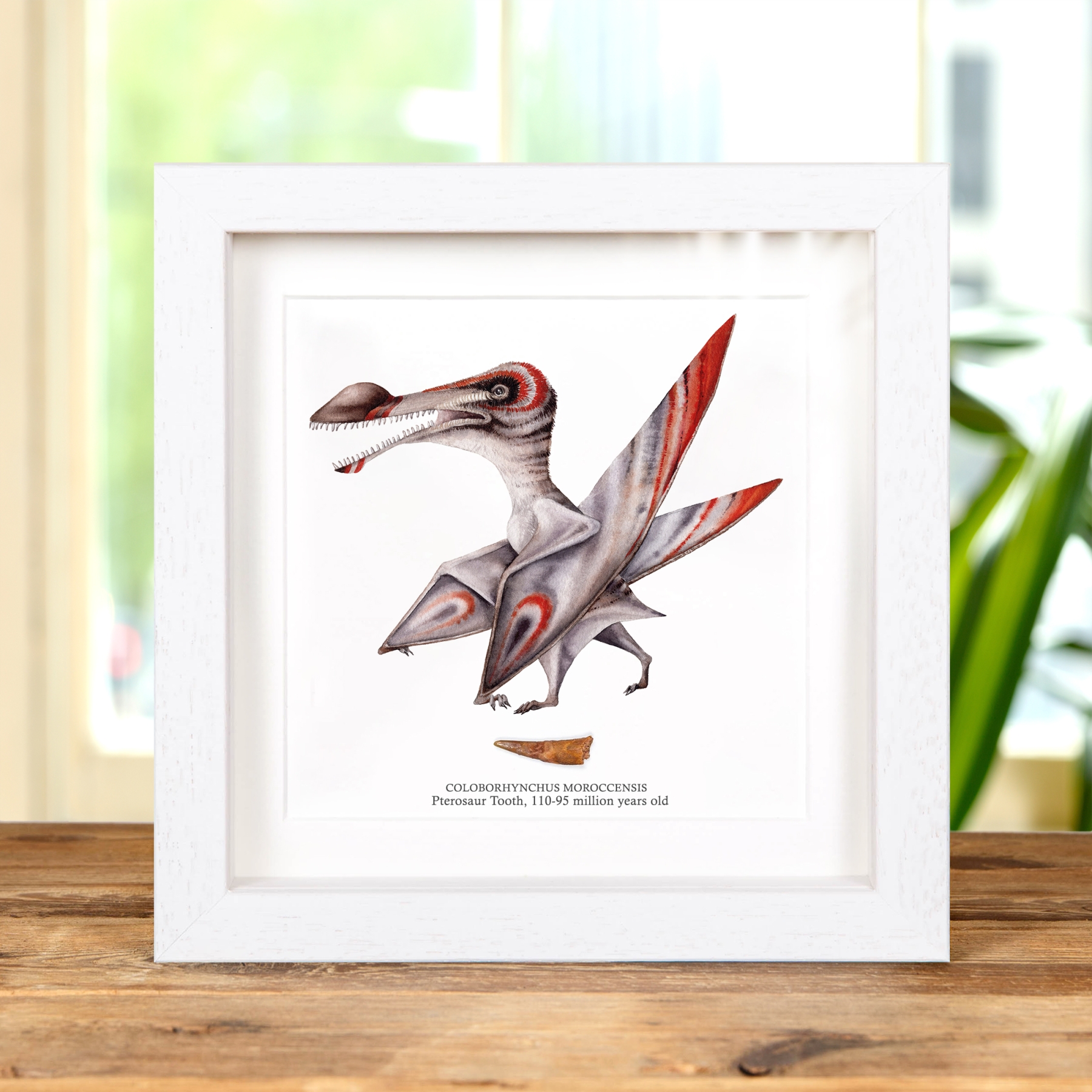 Minibeast Pterosaur Dinosaur Tooth & Colour Illustration (Coloborhynchus moroccensis)