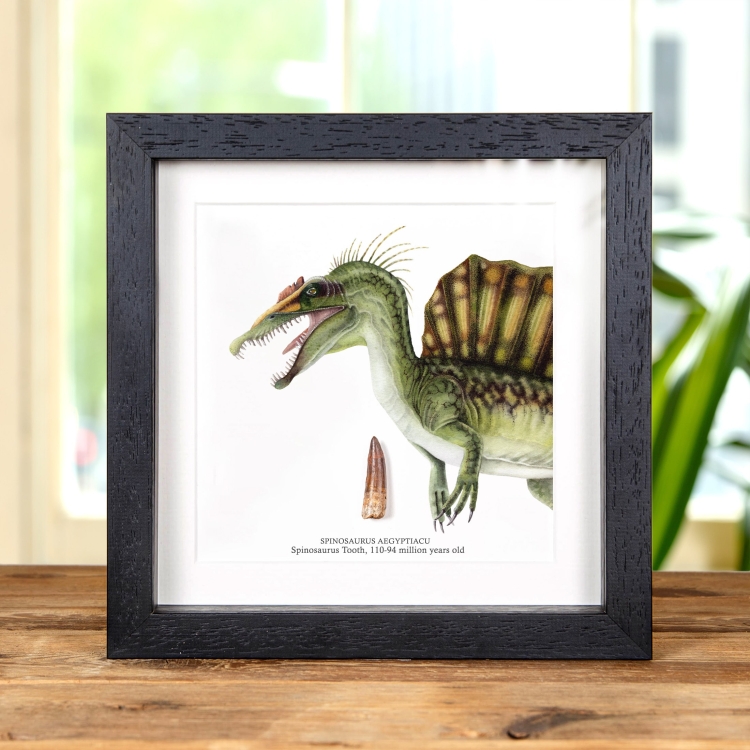 Spinosaurus Colour Illustration & Tooth Fossil (Spinosaurus aegyptiacus)