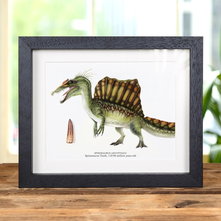 Spinosaurus Colour Illustration & Tooth Fossil (Spinosaurus aegyptiacus)