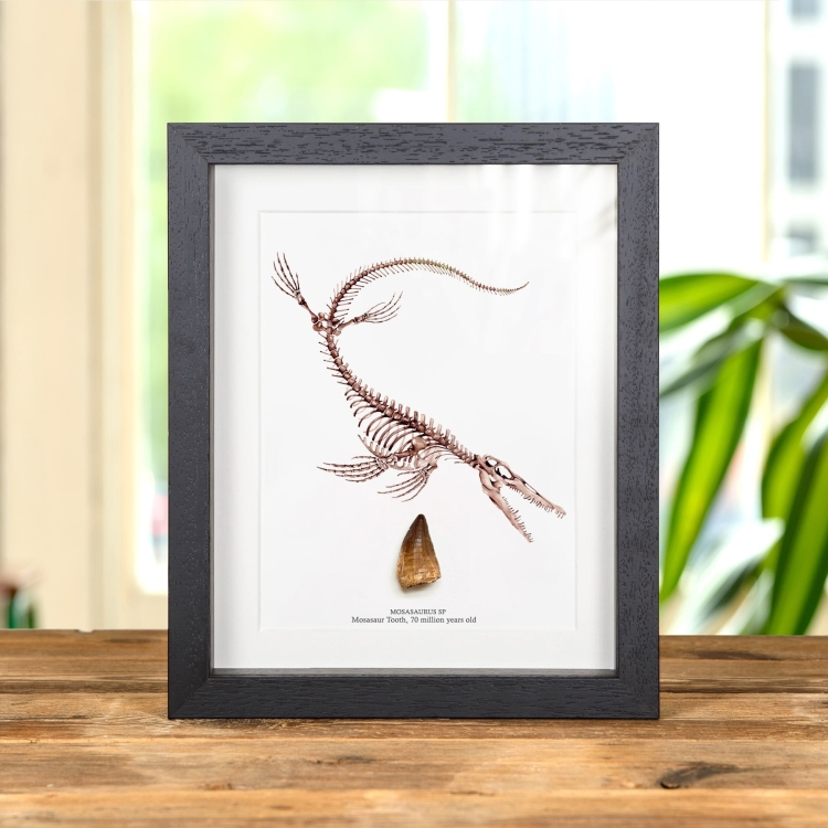 Mosasaur Dinosaur Tooth Fossil & Illustration (Mosasauridae sp)