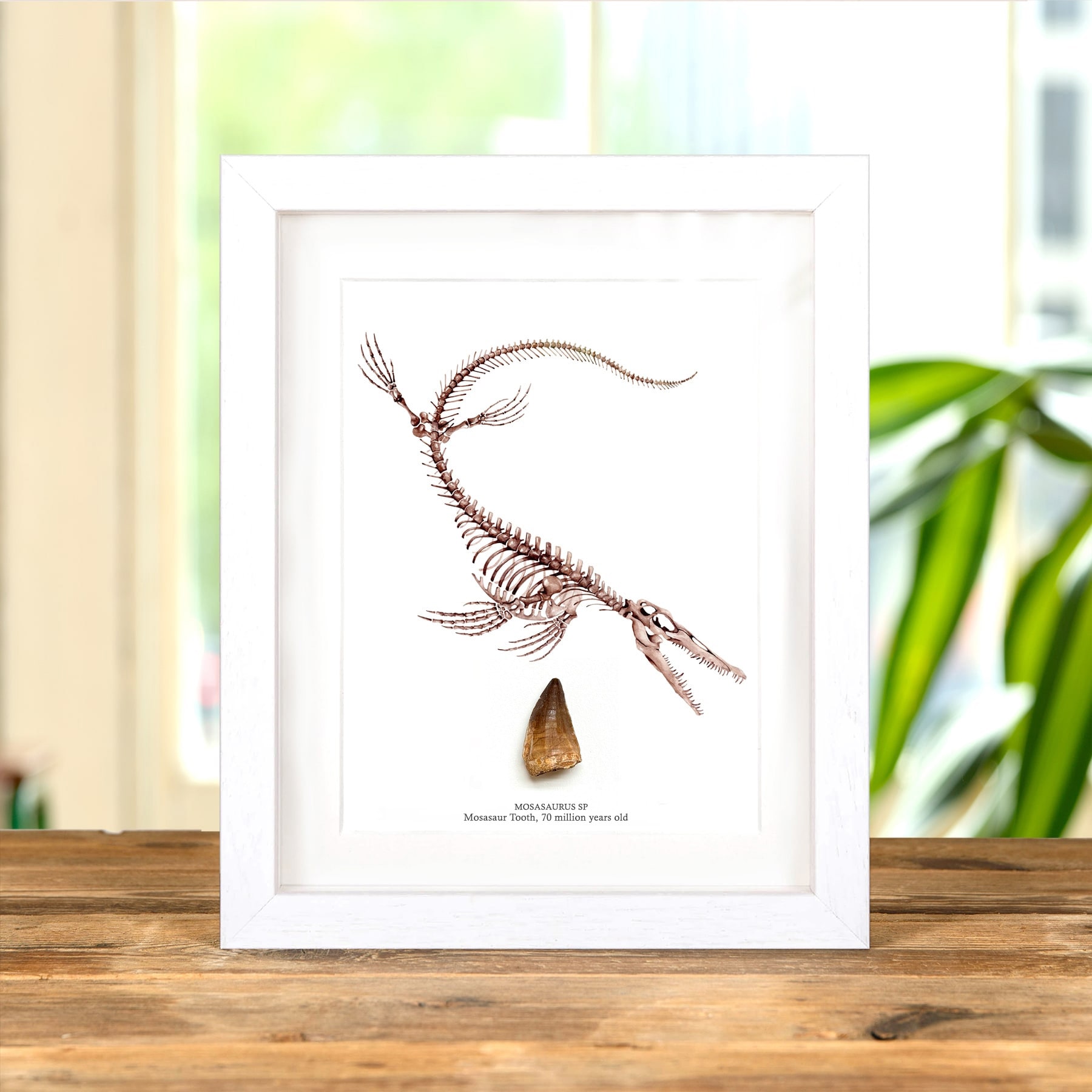 Mosasaur Dinosaur Tooth Fossil & Illustration (Mosasauridae sp) Minibeast Mosasaur Dinosaur Tooth Fossil & Illustration (Mosasauridae sp)