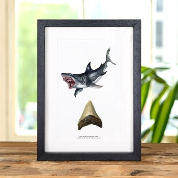 3 inch Megalodon Shark Tooth &amp; Illustration (Carcharodon megalodon) Fossil In Box Frame