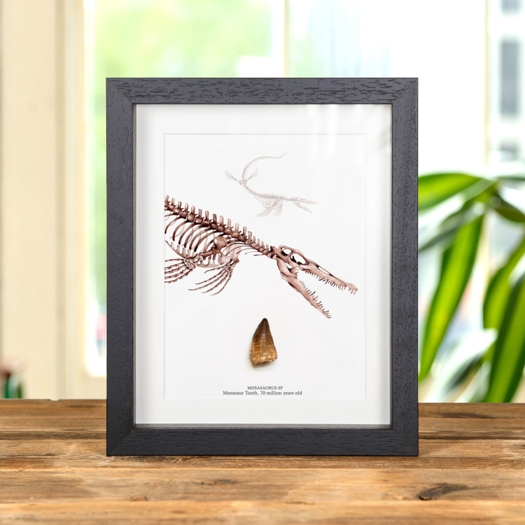 Mosasaur Dinosaur Tooth Fossil & Close Up Illustration (Mosasauridae sp)