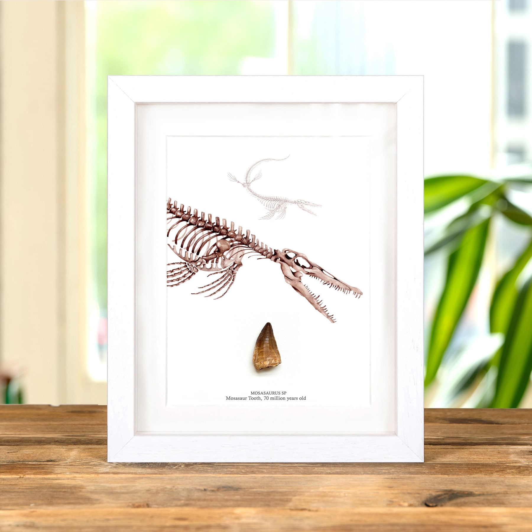 Minibeast Mosasaur Dinosaur Tooth Fossil & Close Up Illustration (Mosasauridae sp)