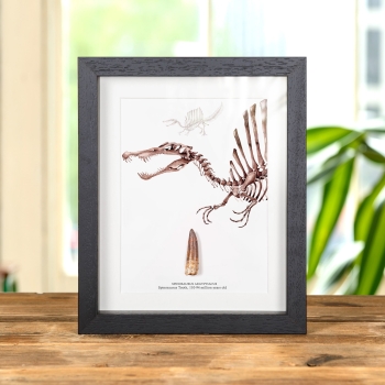 Spinosaurus Dinosaur Close Up Illustration &amp; Tooth Fossil (Spinosaurus aegyptiacus)