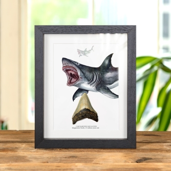 3 inch Megalodon Shark Tooth &amp; Close up Illustration (Carcharodon megalodon) Fossil In Box Frame