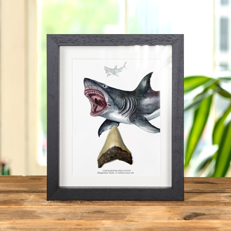 3 inch Megalodon Shark Tooth & Close up Illustration (Carcharodon megalodon) Fossil In Box Frame