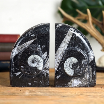 Supports de Livre en Marbre avec des Goniatites Fossilisées