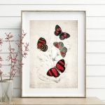 Minibeast Vintage Entomology Giclee Print (Catagramma Conomanus 1835)