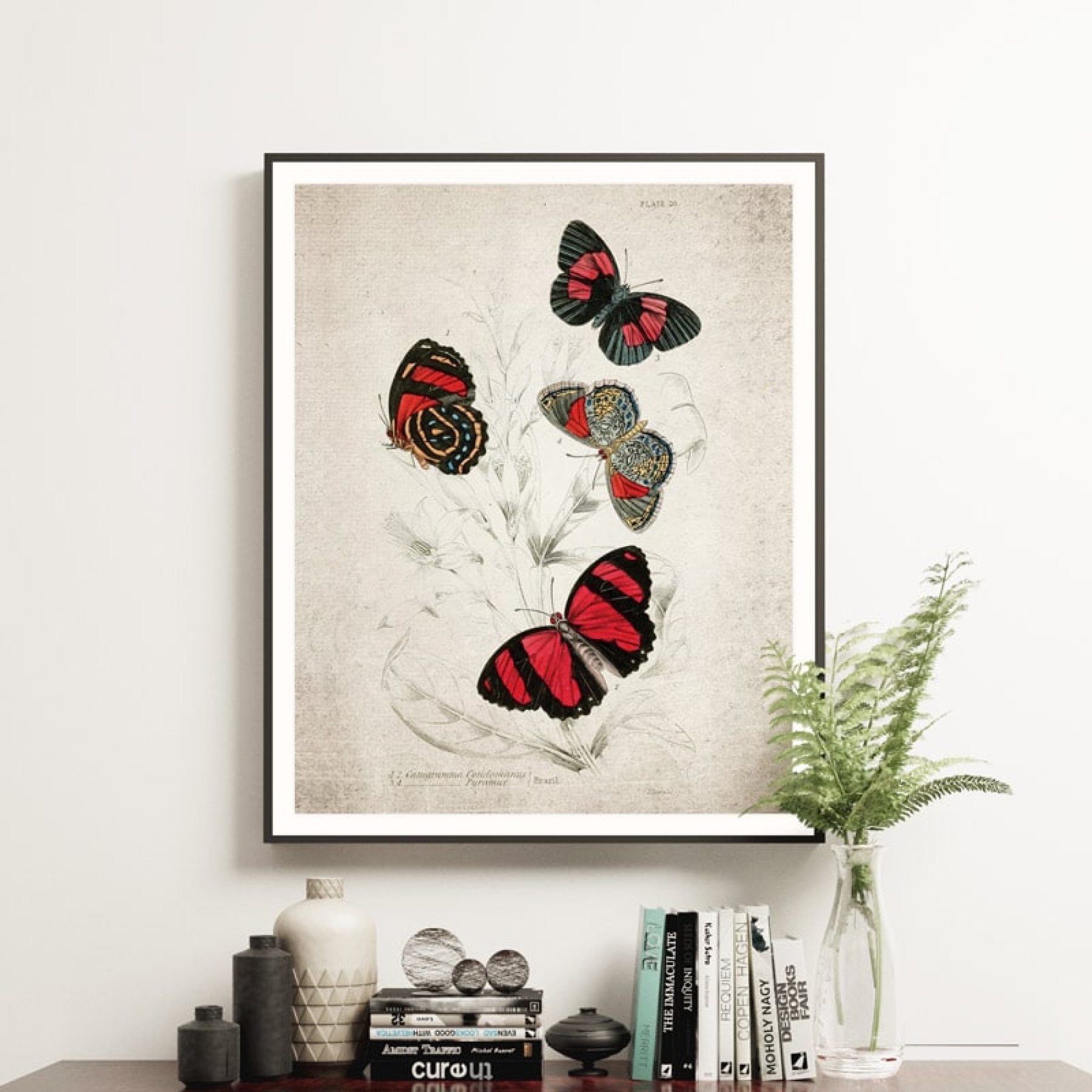 Vintage Entomology Giclee Print (Catagramma Conomanus 1835)
