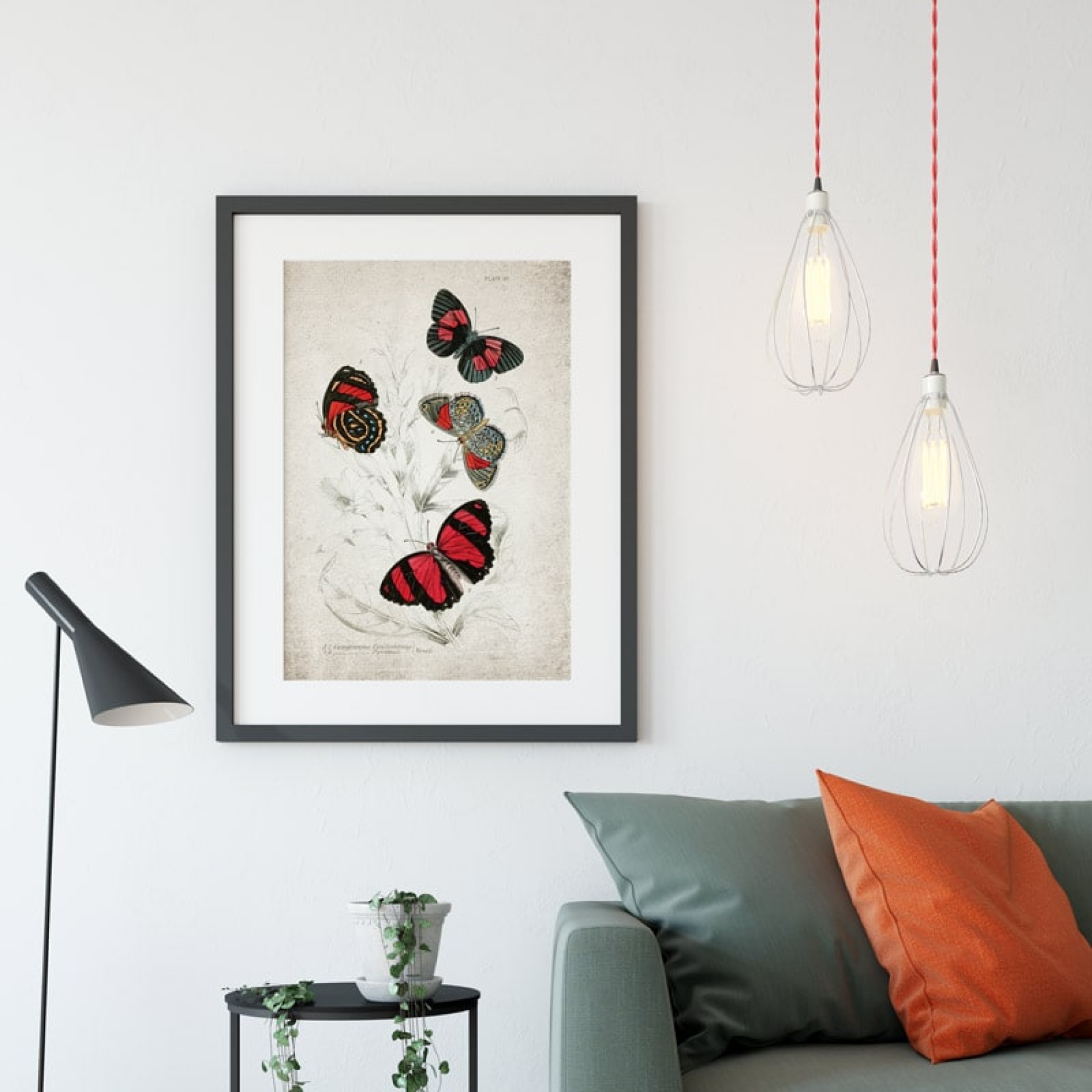 Vintage Entomology Giclee Print (Catagramma Conomanus 1835)