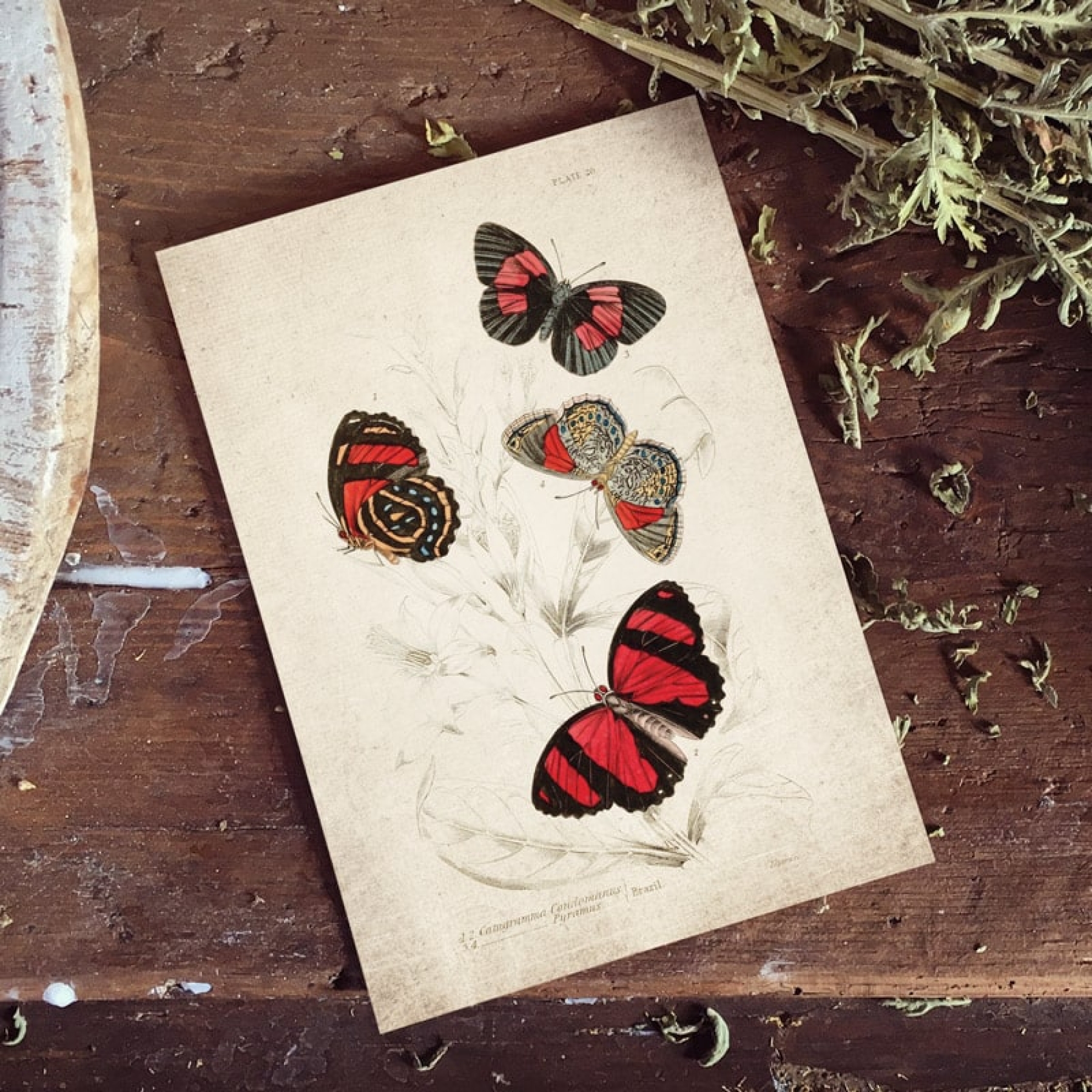 Vintage Entomology Giclee Print (Catagramma Conomanus 1835)