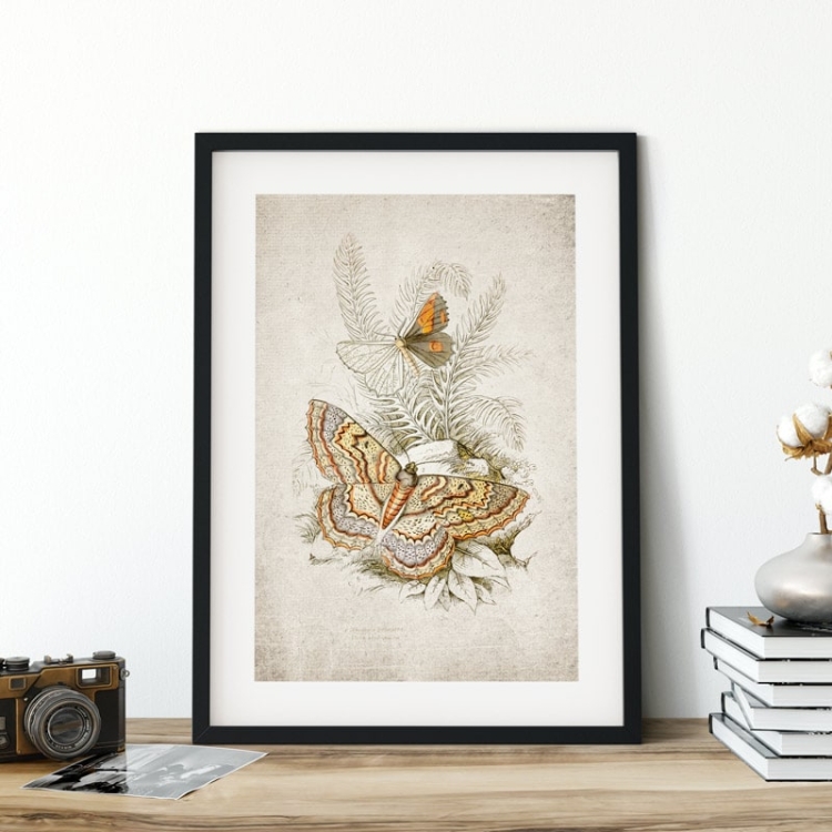 Vintage Entomology Giclee Print (Angerona prunaria 1835)