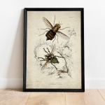 Minibeast Vintage Entomology Giclee Print (Asilus abdominalis 1835)