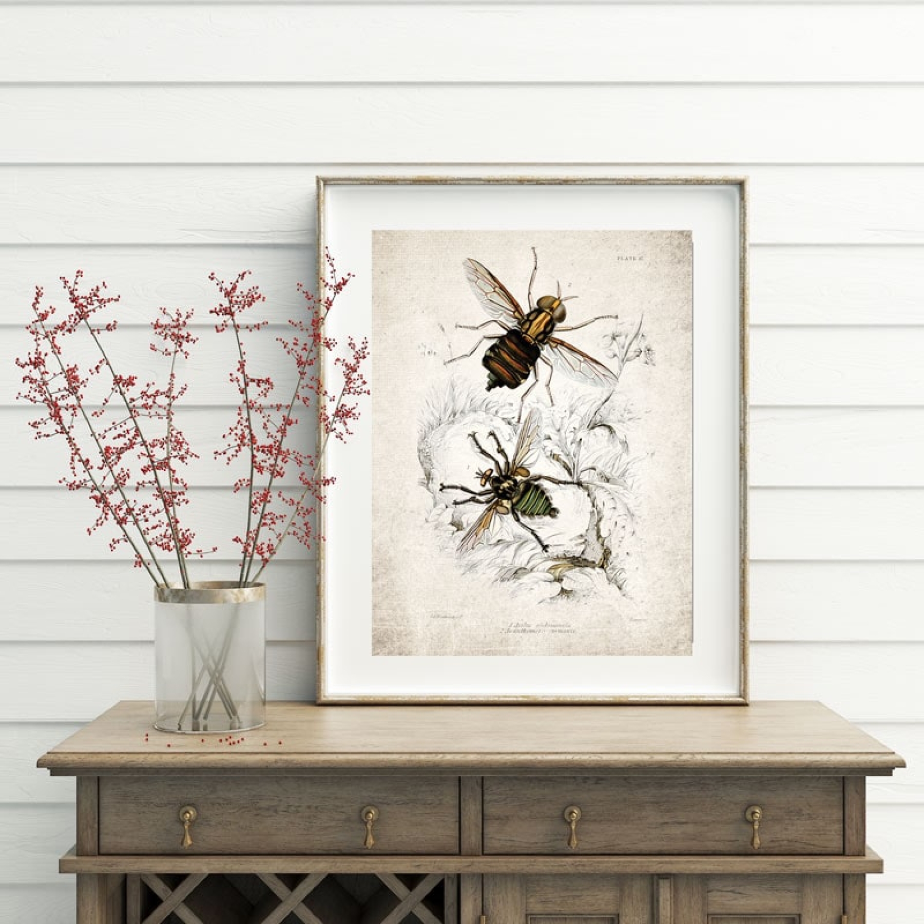 Vintage Entomology Giclee Print (Asilus abdominalis 1835)