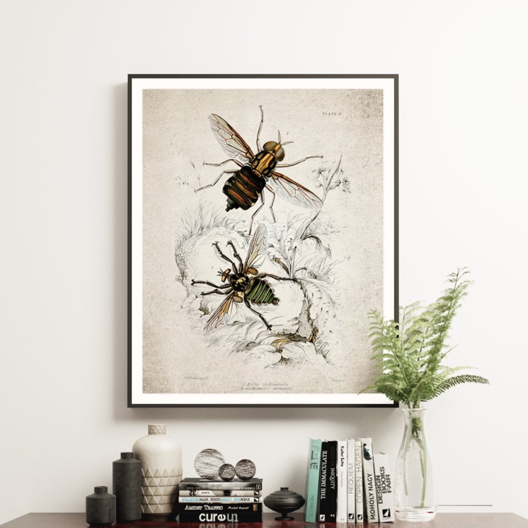 Vintage Entomology Giclee Print (Asilus abdominalis 1835)