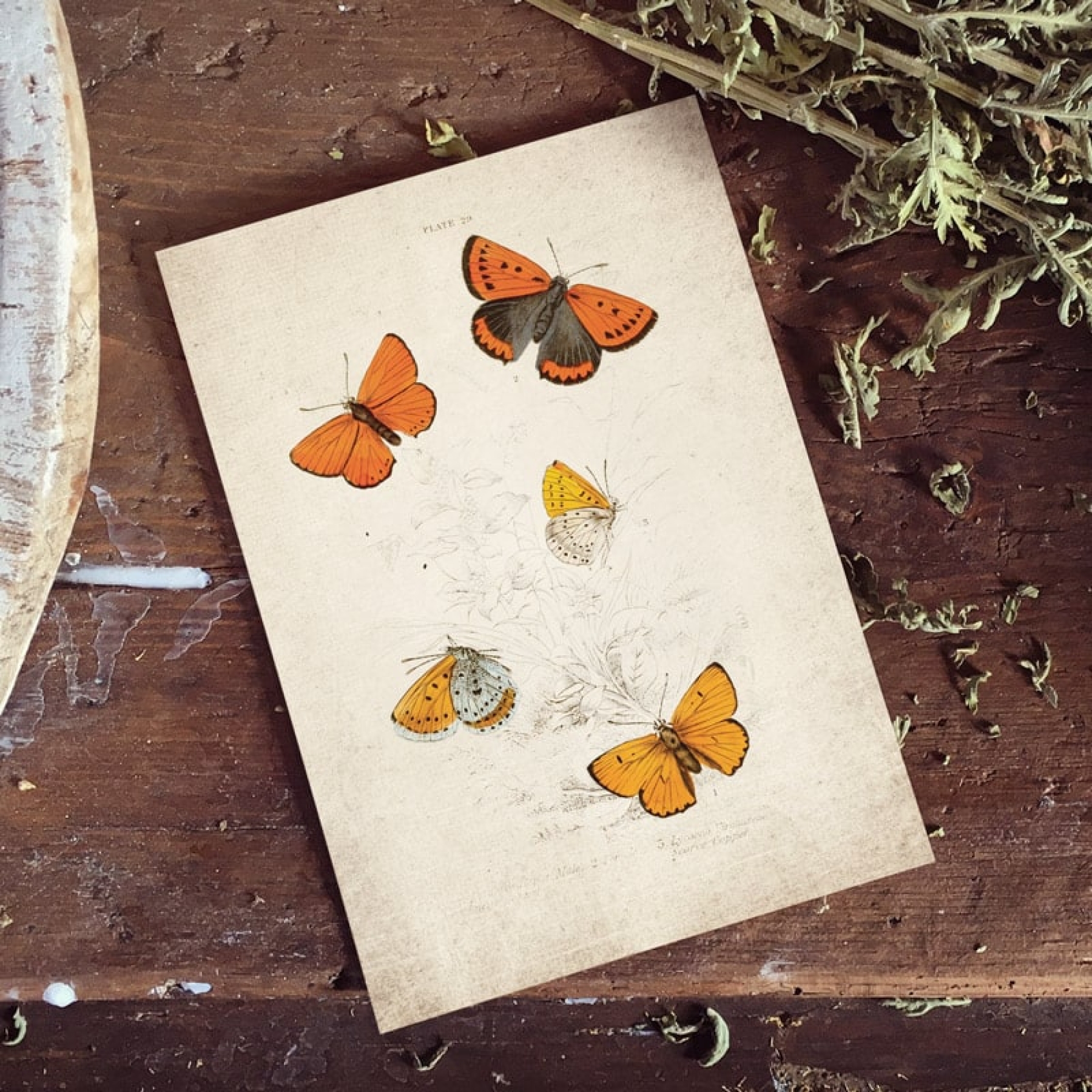 Vintage Entomology Giclee Print (Lycaena dispar 1835)