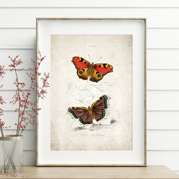 Vintage Entomology Giclee Print (Vanessa io 1835)