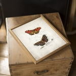 Vintage Entomology Giclee Print (Vanessa io 1835)