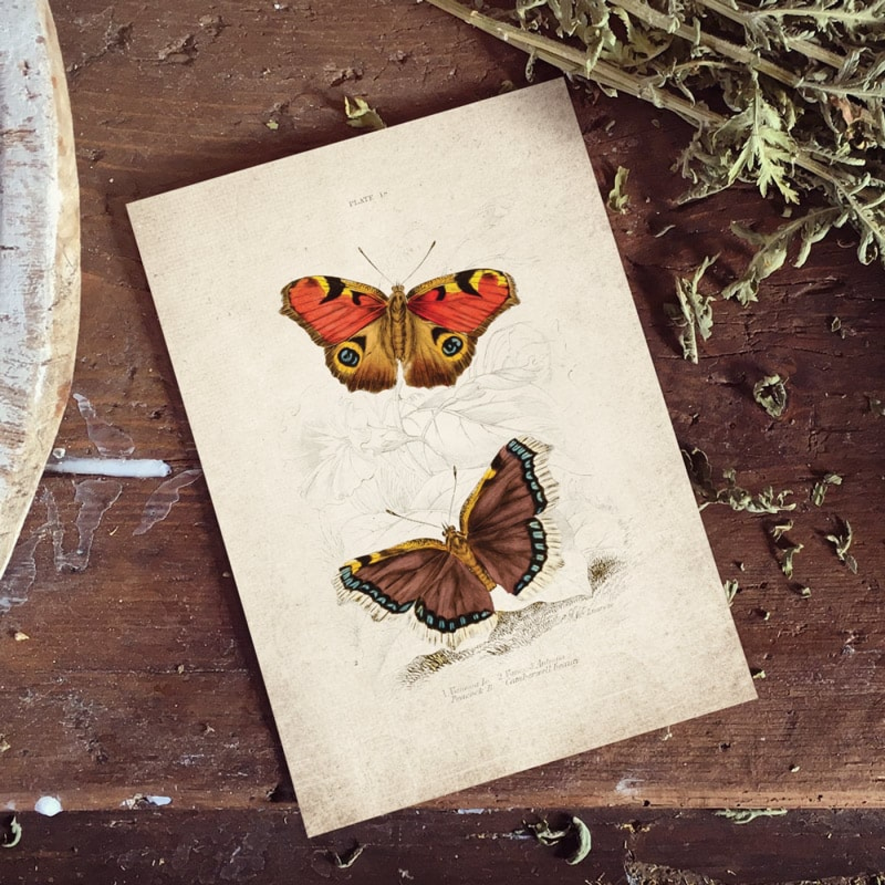 Vintage Entomology Giclee Print (Vanessa io 1835) Vintage Entomology Giclee Print (Vanessa io 1835)