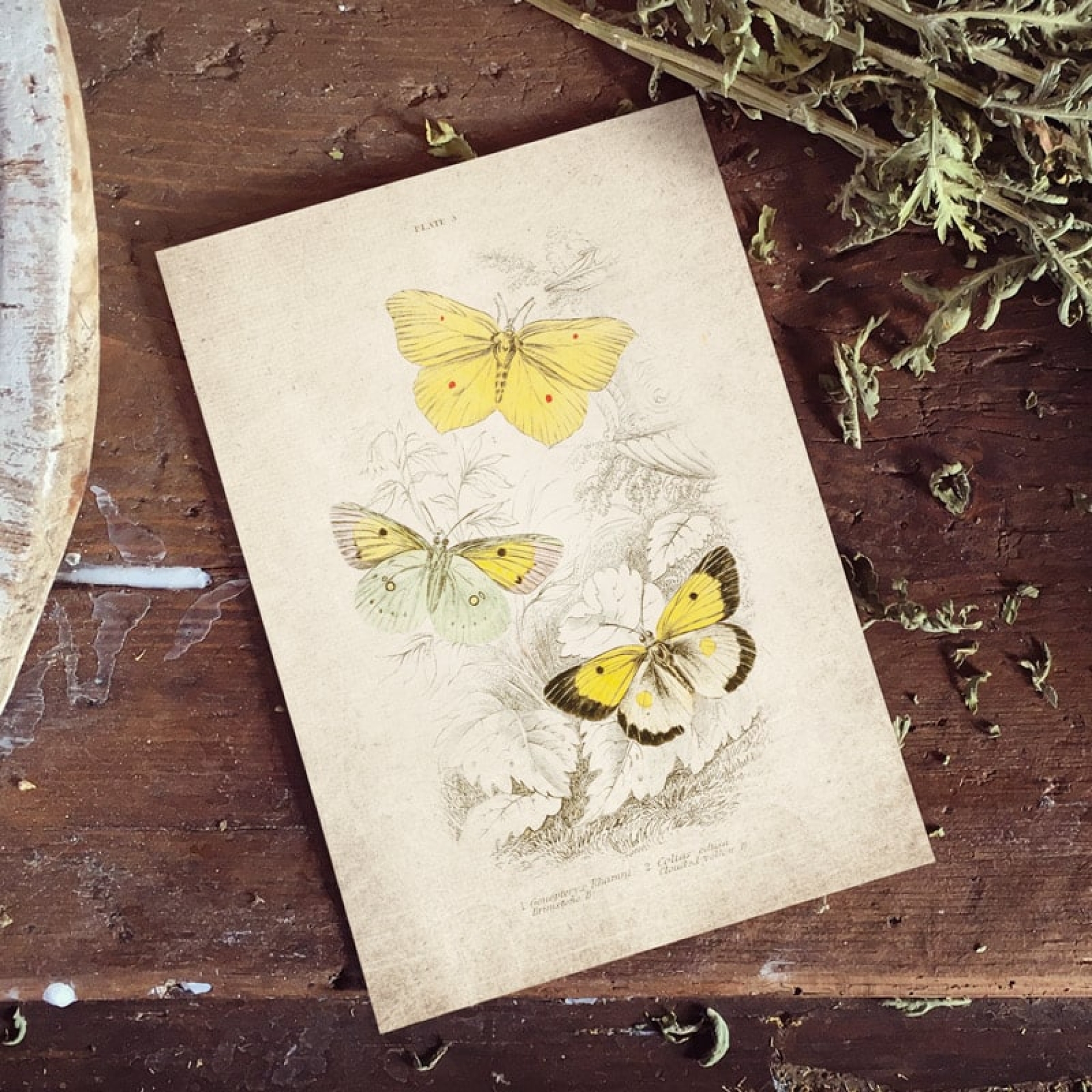 Minibeast Vintage Entomology Giclee Print (Gonepteryx rhamni 1835)