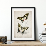 Minibeast Vintage Entomology Giclee Print (Papilio machaon 1835)