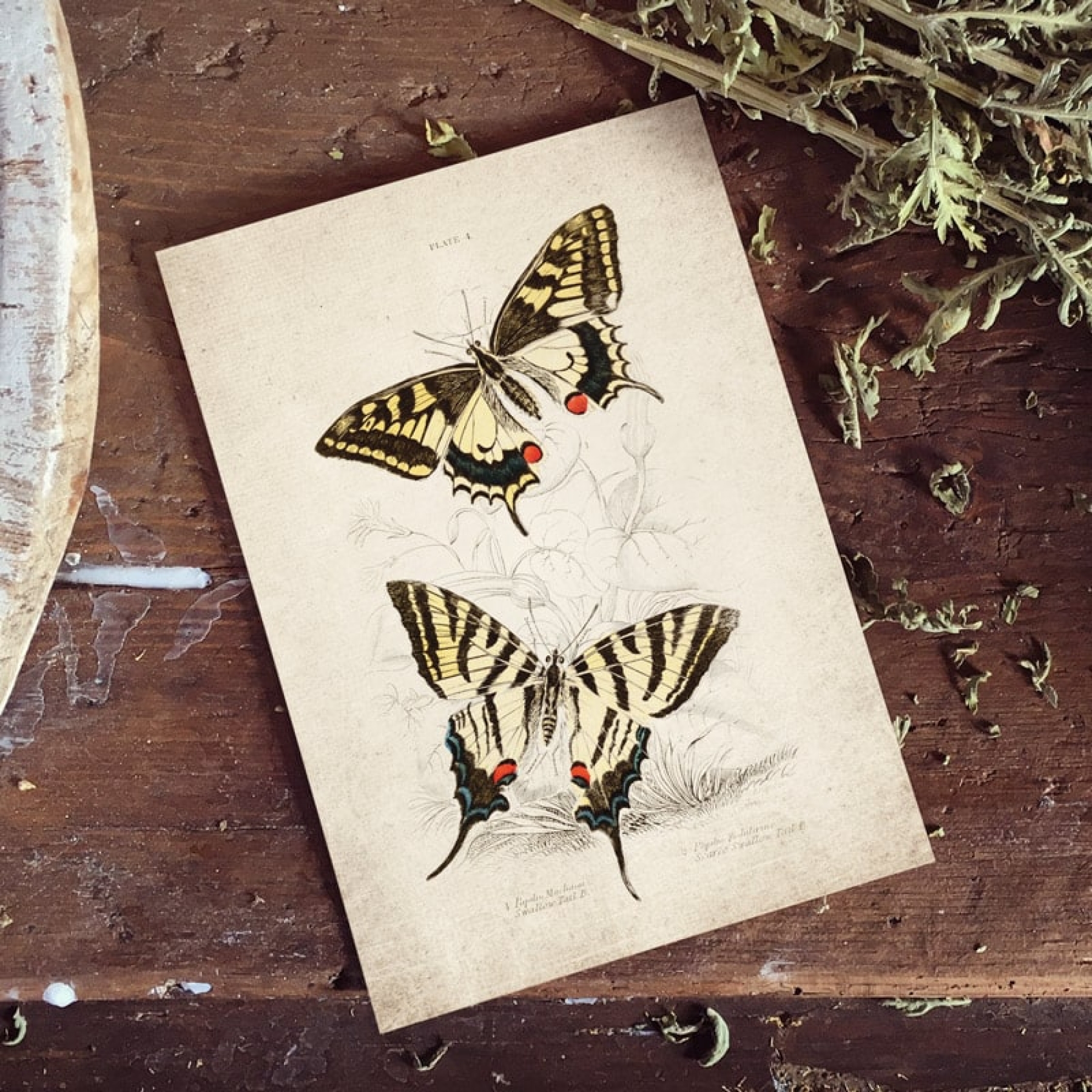Vintage Entomology Giclee Print (Papilio machaon 1835)