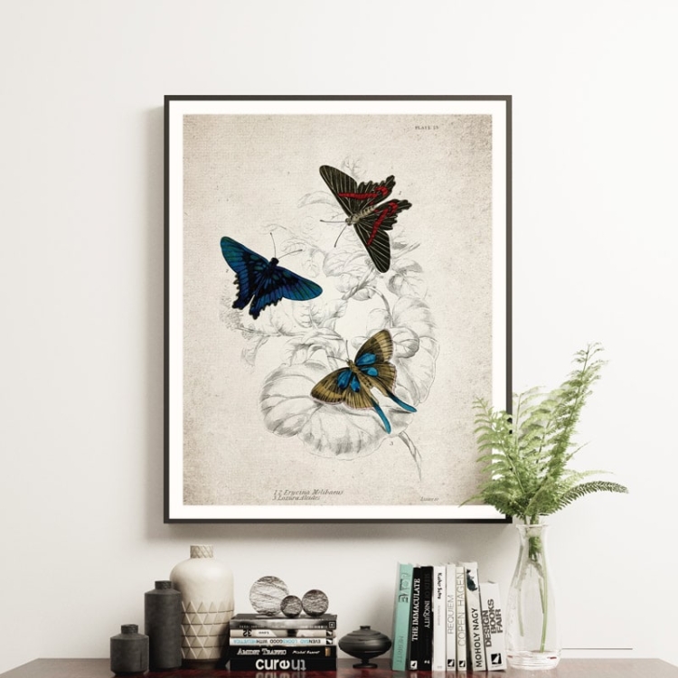 Vintage Entomology Giclee Print (Erycina melibaeus 1835)