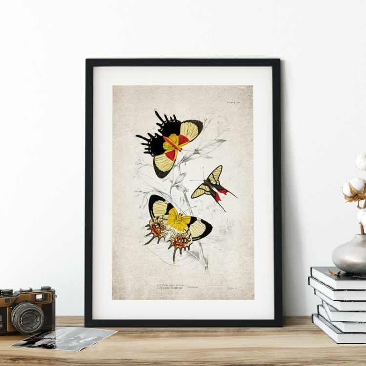 Vintage Entomology Giclee Print (Erycina octavius 1835)