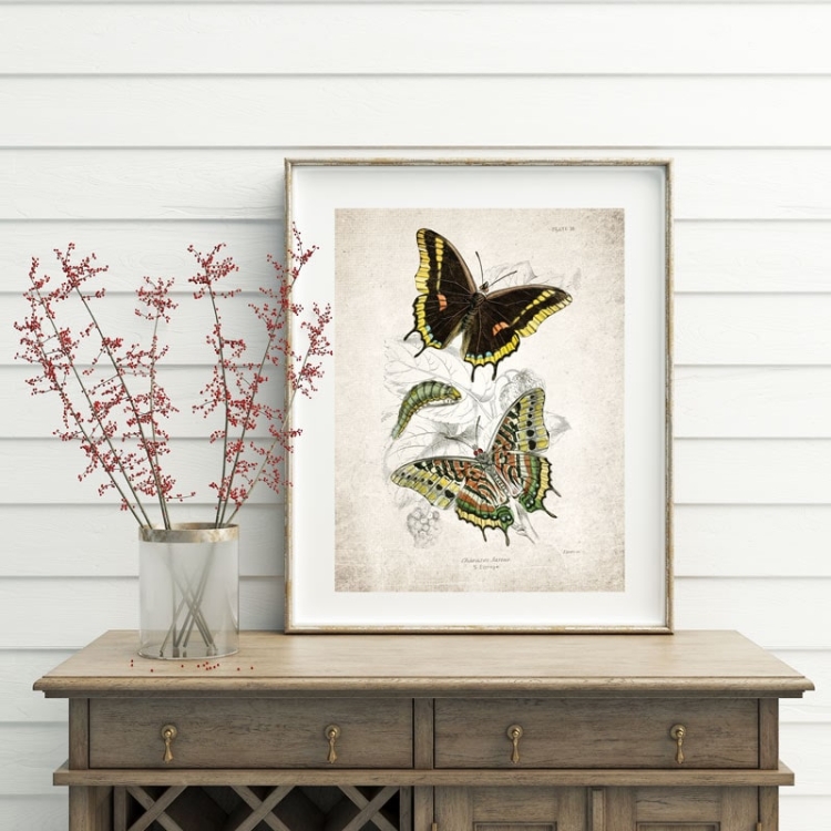 Vintage Entomology Giclee Print (Charaxes jasius 1835)