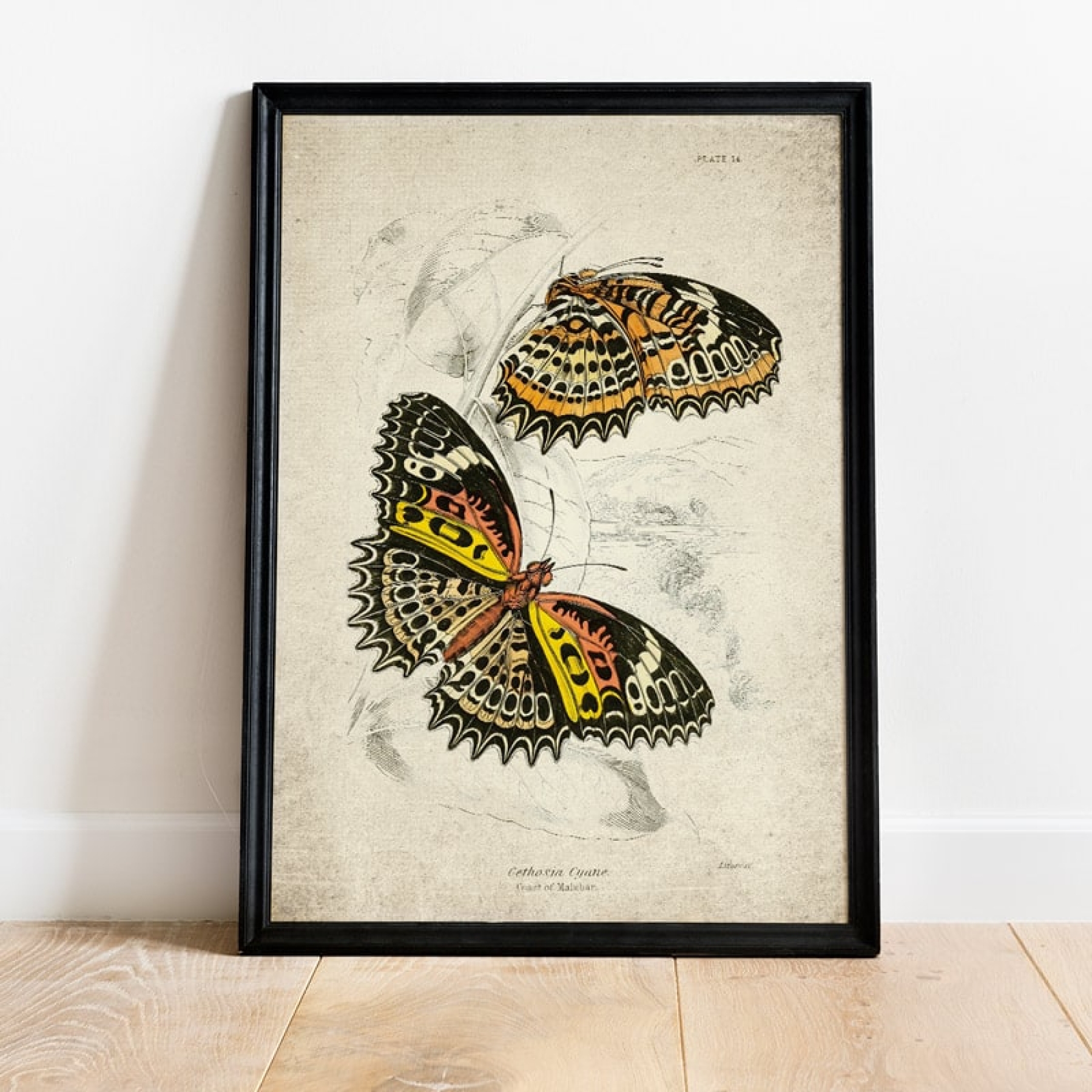 Minibeast Vintage Entomology Giclee Print (Cethosia cyane 1835)