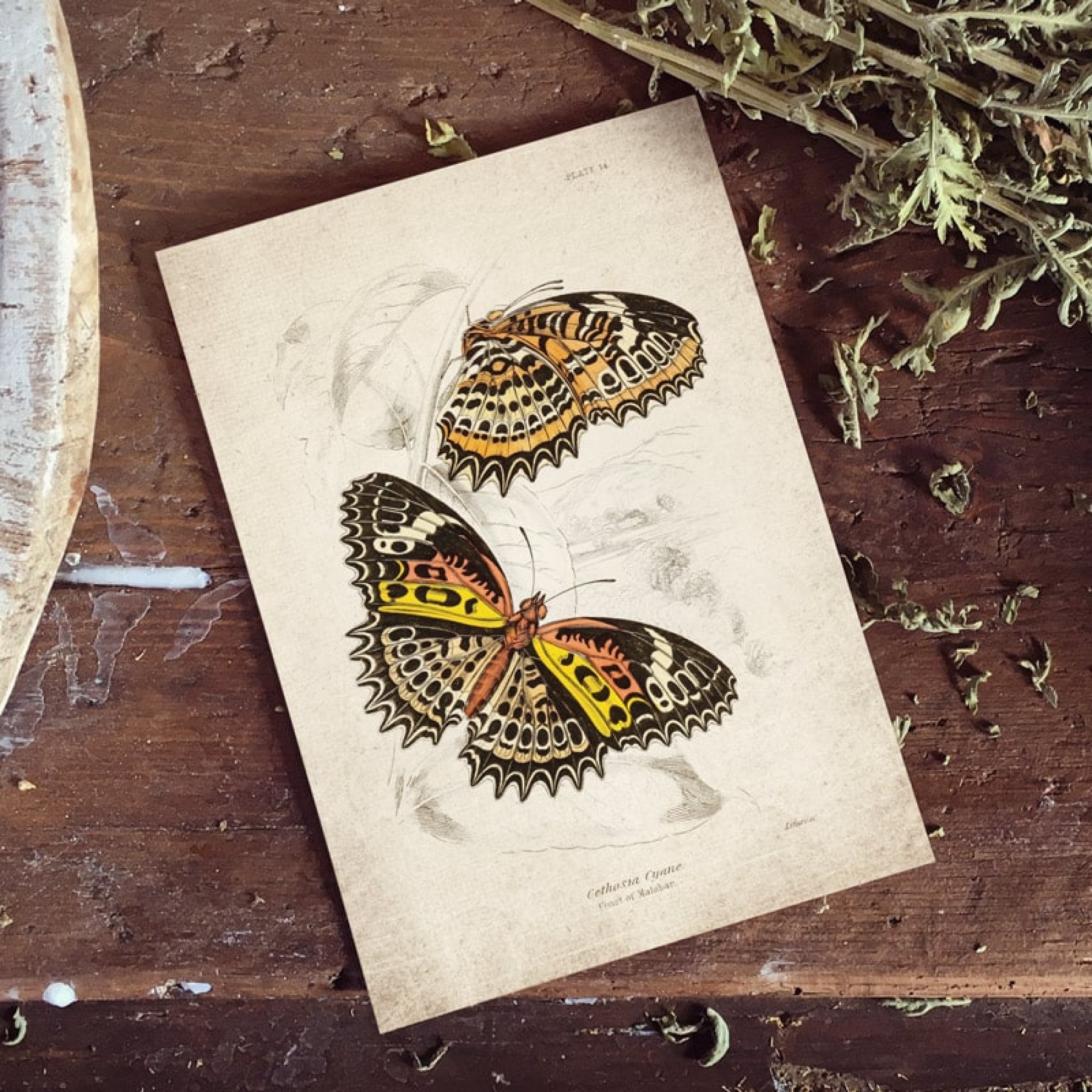 Minibeast Vintage Entomology Giclee Print (Cethosia cyane 1835)
