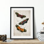 Minibeast Vintage Entomology Giclee Print (Heliconia erato 1835)