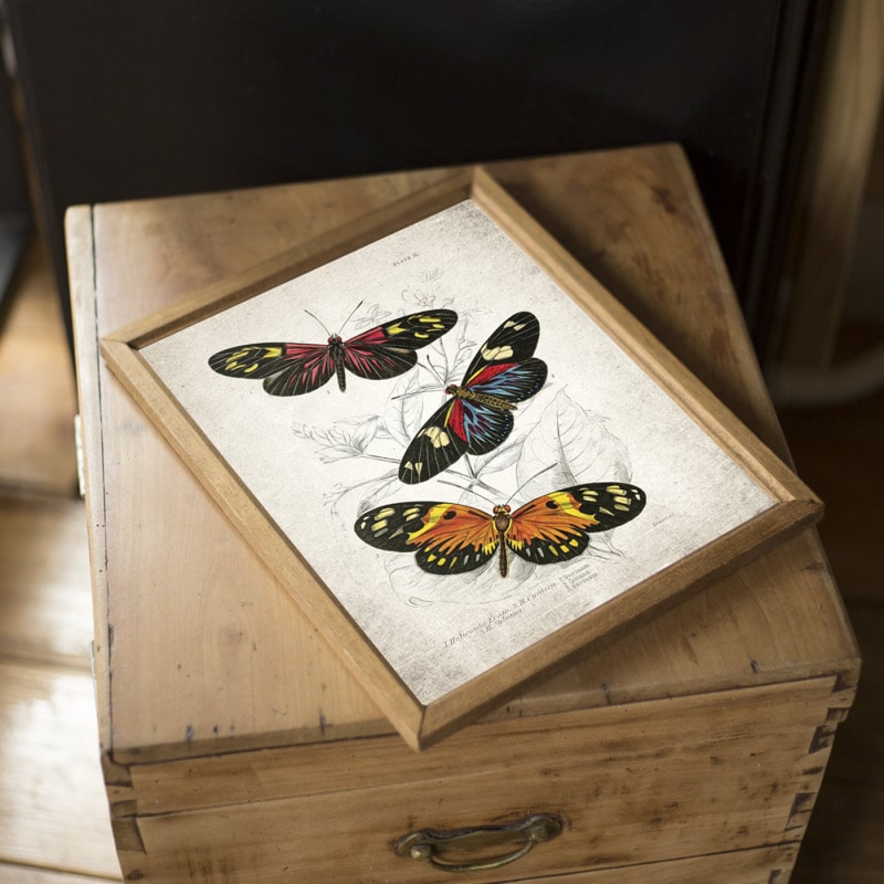 Vintage Entomology Giclee Print (Heliconia erato 1835)