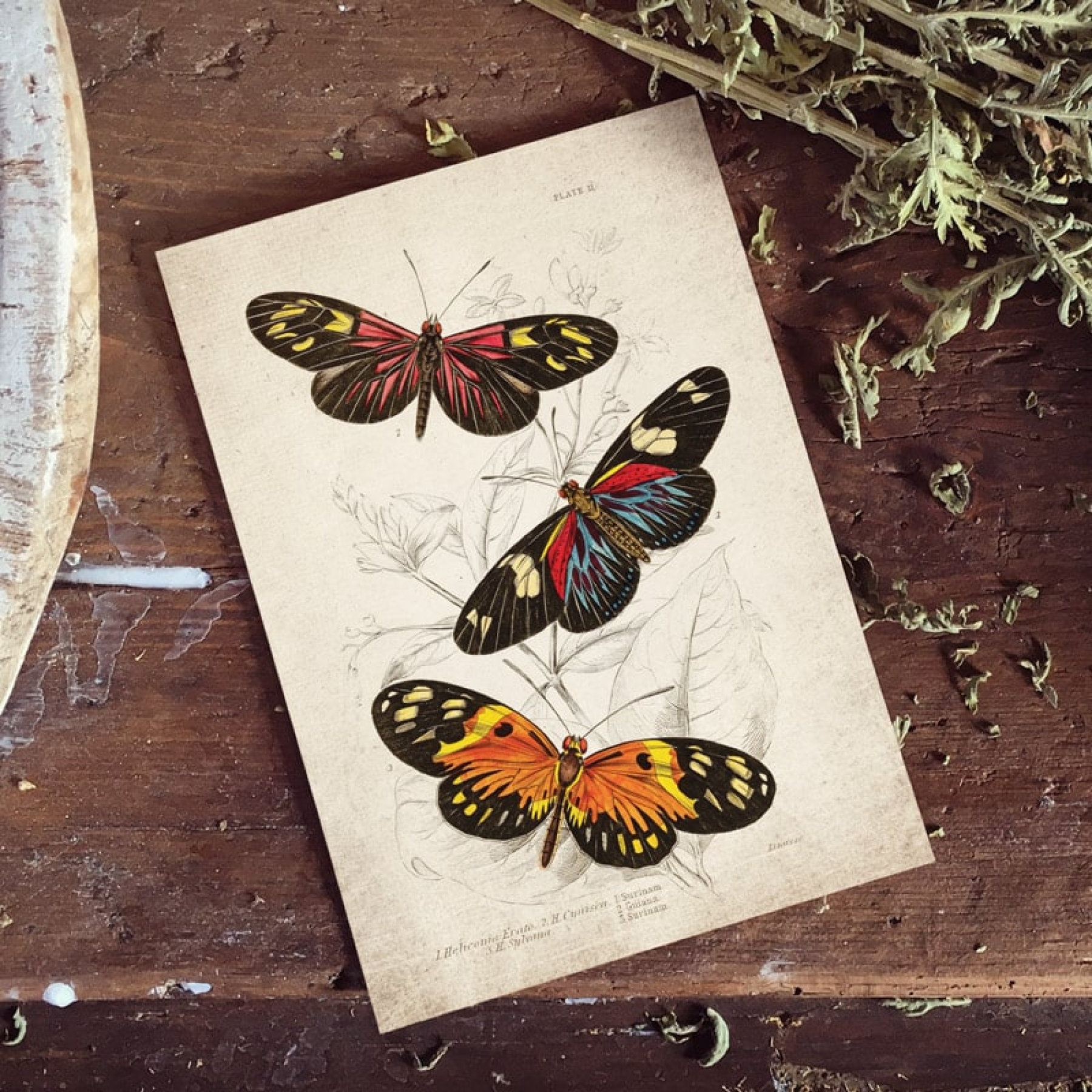 Vintage Entomology Giclee Print (Heliconia erato 1835)