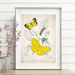 Minibeast Vintage Entomology Giclee Print (Callidryas eubule 1835)