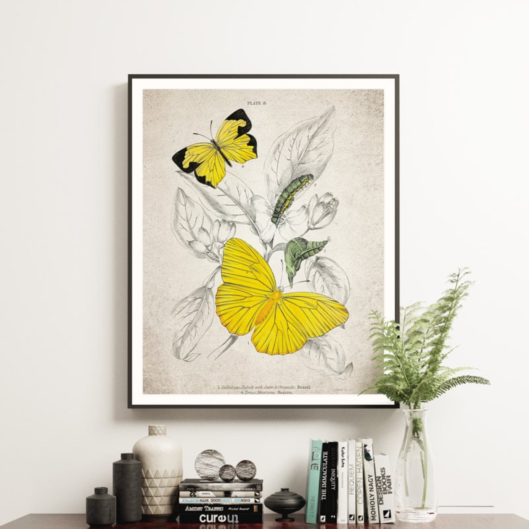 Vintage Entomology Giclee Print (Callidryas eubule 1835)
